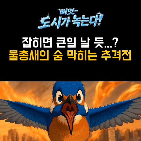  잡히면 죽는(?)다...! 물총새와 더위의 숨 막히는 추격전이 펼쳐지는데...